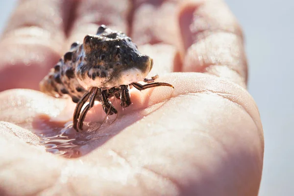 Macro Shot Small Hermit Crab Seashell Hand Close View — 스톡 사진