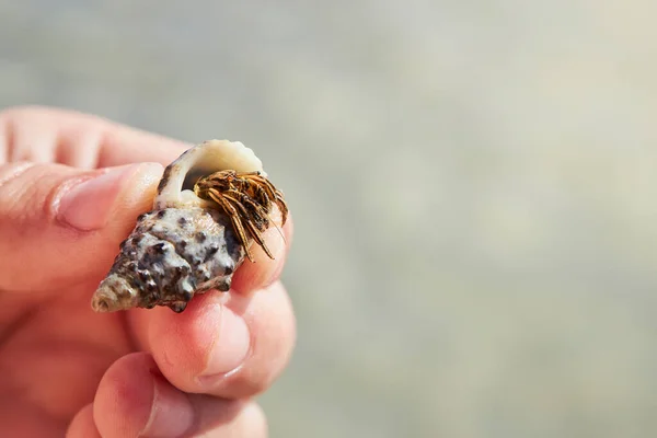 Macro Shot Small Hermit Crab Seashell Hand Close View — Stockfoto