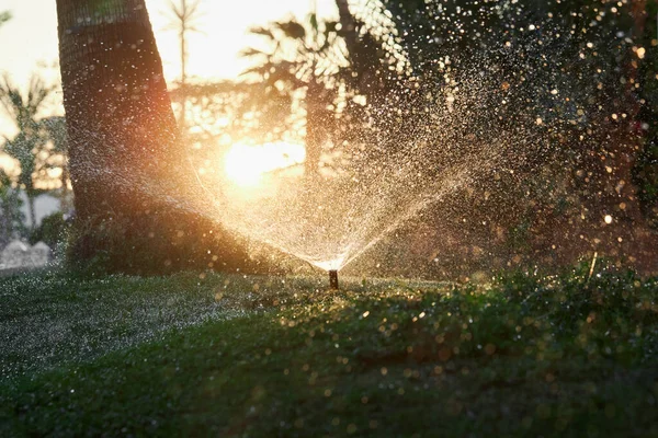 Close Automatic Garden Irrigation System Sunset Time Lawn Sprinkler Watering — Fotografia de Stock
