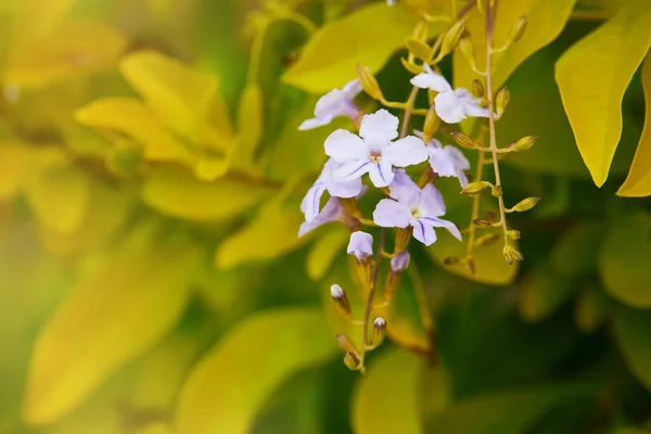 Close Purple Flowers Duranta Repens Blurred Yellow Leaves Background Pigeon — стоковое фото