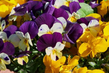 Çok renkli çiçekleri olan bir Viola bitkisi. Viola, Yaygın Violet, Viola üç renkli