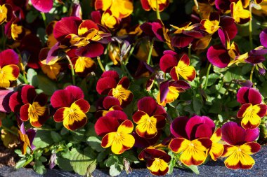 Çok renkli çiçekleri olan bir Viola bitkisi. Viola, Yaygın Violet, Viola üç renkli