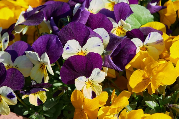 Planta Viola Com Flores Multicoloridas Crescendo Livre Viola Violeta Comum — Fotografia de Stock