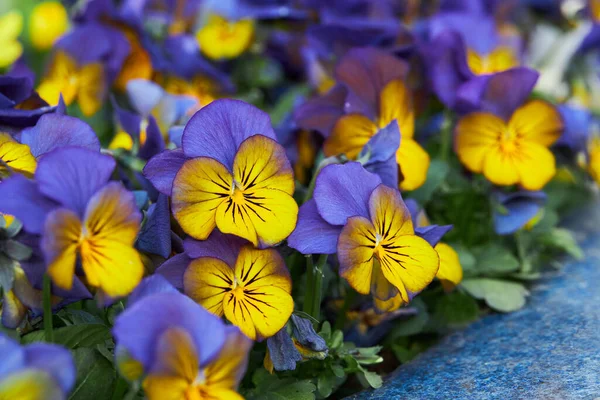 Viola Planta Con Flores Multicolores Que Crecen Aire Libre Viola — Foto de Stock