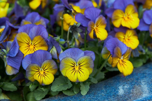 Viola Pflanze Mit Mehrfarbigen Blüten Die Freien Wachsen Viola Veilchen — Stockfoto