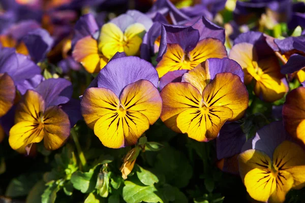 Planta Viola Com Flores Multicoloridas Crescendo Livre Viola Violeta Comum — Fotografia de Stock