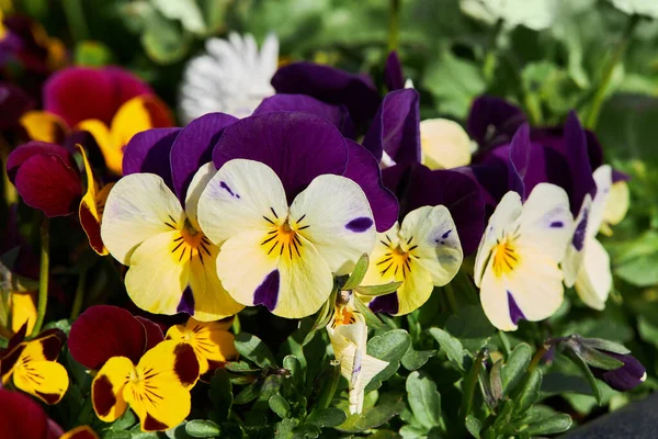 Viola Planta Con Flores Multicolores Que Crecen Aire Libre Viola — Foto de Stock