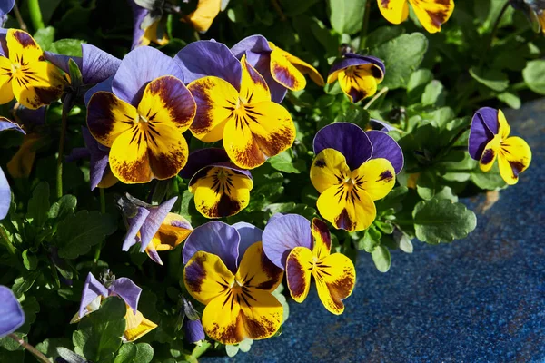 Viola Planta Con Flores Multicolores Que Crecen Aire Libre Viola — Foto de Stock