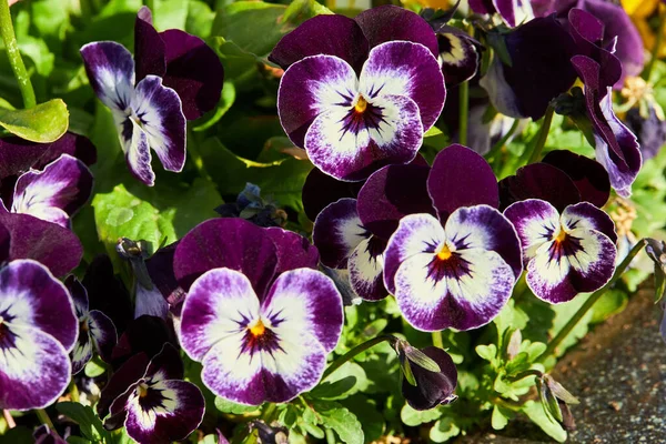 Viola Planta Con Flores Multicolores Que Crecen Aire Libre Viola — Foto de Stock