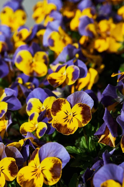 Viola Planta Con Flores Multicolores Que Crecen Aire Libre Viola — Foto de Stock