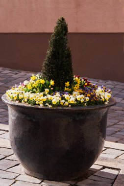 Şehirde bahar çiçekleri olan çiçek tarhı. Süslü şehrin yakın görüntüsü