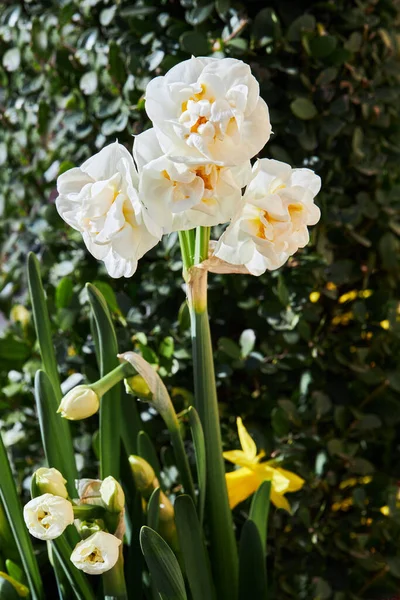 Dubbla Narcissus Eller Suisen Blommar Trädgården Vårblommande Lökväxter Rabatten — Stockfoto