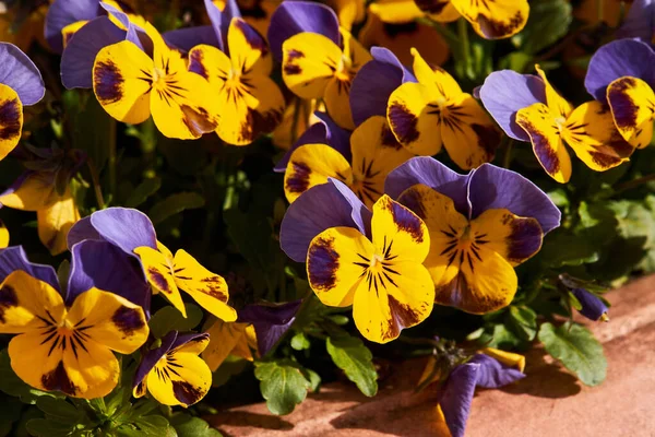 Planta Viola Com Flores Multicoloridas Crescendo Livre Viola Violeta Comum — Fotografia de Stock