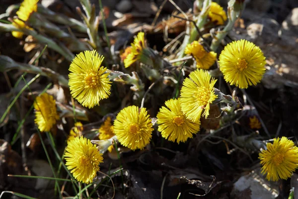 Blooming Coltsfoot Flowers Tussilago Farfara Outdoors Early Spring Season — Stock Photo, Image