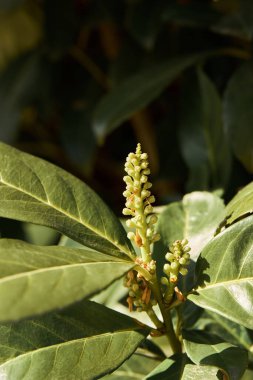 Prunus laurocerasus, ayrıca kiraz defne olarak da bilinir. Çiçek tomurcukları çiçek açacak. Kapat.