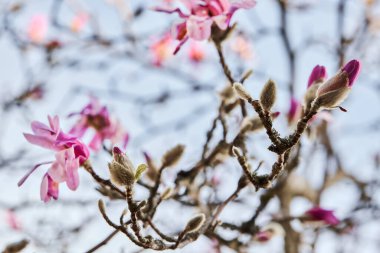 Pembe bir Loebner Magnolia 'nın dalları (Leonard Messel, Magnolia loebneri) çiçek açar.