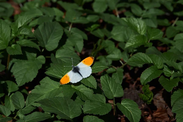 Orange Tip Anthocharis Cardamines Butterfly Pieridae Family — Stock Photo, Image