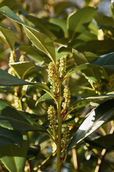 Prunus laurocerasus, ayrıca kiraz defne olarak da bilinir. Çiçek tomurcukları çiçek açacak. Kapat.