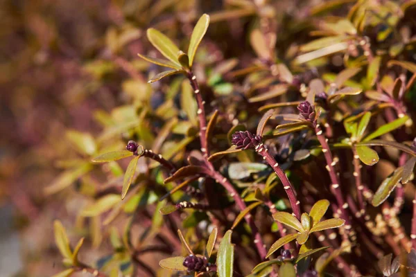 Marsh Labrador Tea Wild Rosemary Branches Rhododendron Tomentosum Con Brotes — Foto de Stock