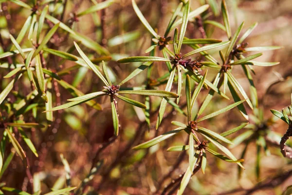 沼泽拉布拉多茶或野蔷薇枝 罗杜鹃Tomentosum 芽生长在室外 — 图库照片