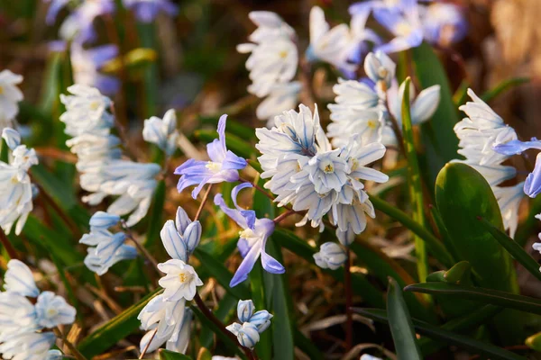 Çiçek Açan Soğan Çiçekli Libanotica Alba Veya Beyaz Mavi Çan — Stok fotoğraf