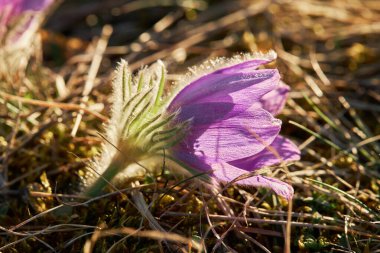 Rüya-otu en güzel bahar çiçeğidir. Pulsatilla bitkisi ilkbaharın başlarında ormanda çiçek açar. Dağ Pasqueflower (Pulsatilla montana) çiçeği.. 