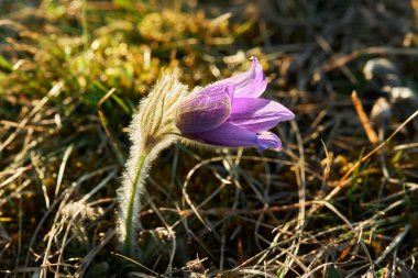Rüya-otu en güzel bahar çiçeğidir. Pulsatilla bitkisi ilkbaharın başlarında ormanda çiçek açar. Dağ Pasqueflower (Pulsatilla montana) çiçeği.. 