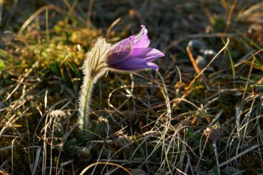 Rüya-otu en güzel bahar çiçeğidir. Pulsatilla bitkisi ilkbaharın başlarında ormanda çiçek açar. Dağ Pasqueflower (Pulsatilla montana) çiçeği.. 