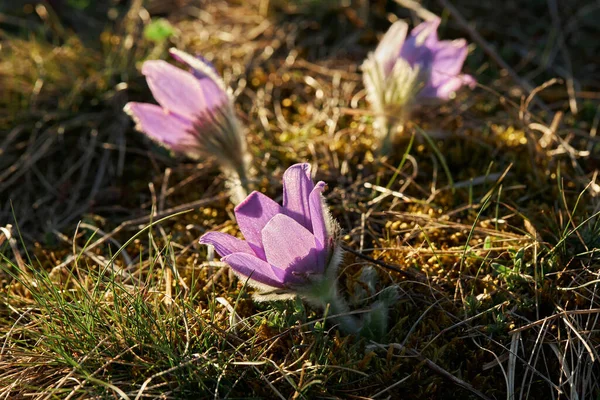 Rüya-otu en güzel bahar çiçeğidir. Pulsatilla bitkisi ilkbaharın başlarında ormanda çiçek açar. Dağ Pasqueflower (Pulsatilla montana) çiçeği.. 
