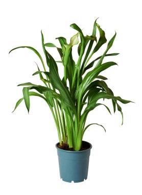 Yeşil zambak, beyaz arka planda izole edilmiş, kırpma yolu olan bir tencerede. Güzel saksı yeşili zambaklar, Zantedeschia aethiopica