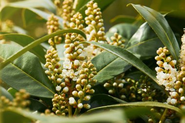 İlkbaharda Prunus laurocerasus yaprakları ve çiçekleri. Ayrıca Cherry Laurel (Laurierkers) olarak da bilinir.)