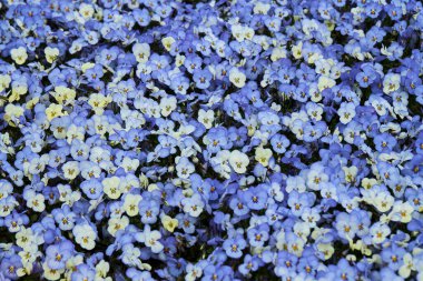 Dışarıda yetişen bir sürü mavi Viola bitkisi var. Viola, Yaygın Violet, Viola üç renkli