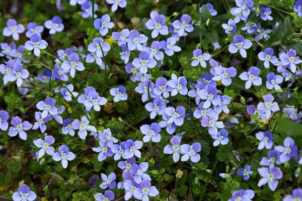 Plenty Small Blue Veronica Filiformis Blooming Growing Outdoors Also Known — Zdjęcie stockowe