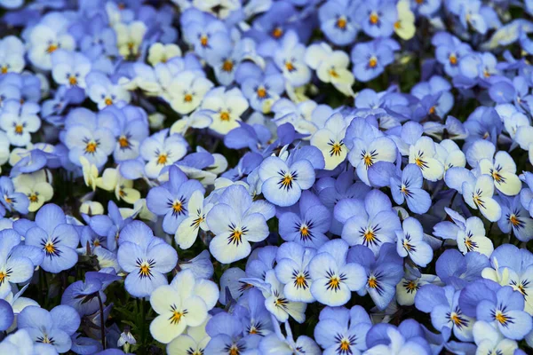 Banyak Tanaman Viola Biru Tumbuh Luar Ruangan Viola Common Violet — Stok Foto