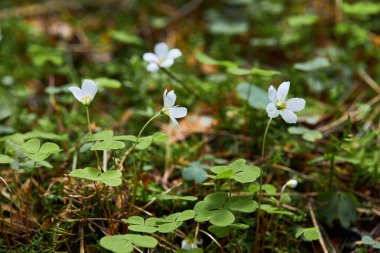 Oxalis asetosella (ahşap doru veya ahşap doru). Ormandaki küçük beyaz çiçekler.