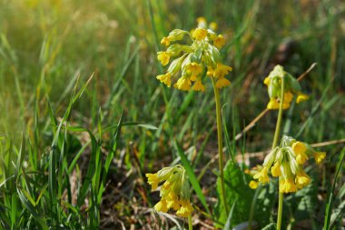 Primula veris (inek ayağı, inek ayağı, inek ayağı çuha çiçeği) çiçek açar. Primulaceae familyasına ait uzun ömürlü bir bitki türü. Halk tıbbında kullanılır.