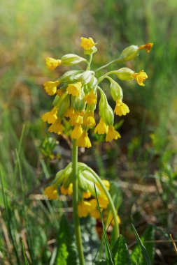 Primula veris (inek ayağı, inek ayağı, inek ayağı çuha çiçeği) çiçek açar. Primulaceae familyasına ait uzun ömürlü bir bitki türü. Halk tıbbında kullanılır.