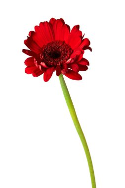 Red Gerber Daisy with long green stem isolated on white background