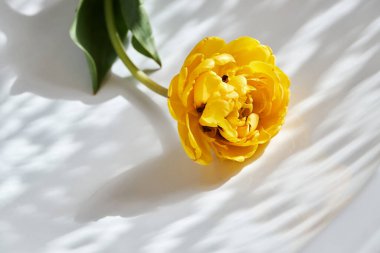 Beyaz arka planda, doğal ışık ve gölgeli, güzel sarı, duble şakayık lale.