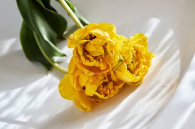 Beyaz arka planda, doğal ışık ve gölgelerle bir demet güzel sarı, duble şakayık lale.