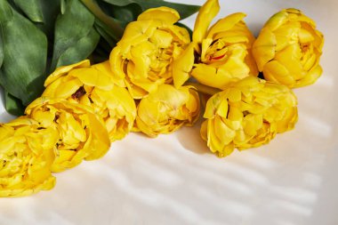 Beyaz arka planda, doğal ışık ve gölgelerle bir demet güzel sarı, duble şakayık lale.