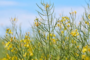 Bir kanola ya da kolza tohumu (Brassica napus) tarlası. Bu fabrika petrol endüstrisi için kullanılıyor.