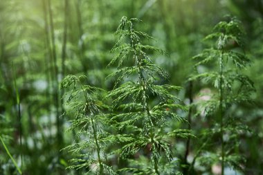 Ormanda yetişen (Equisetum sylvaticum) at kuyruğu. Ebedi bitki.