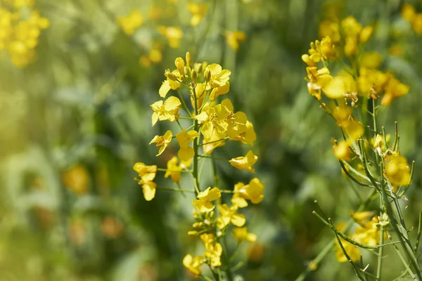 Field Canola Rapeseed Brassica Napus Plant Used Oil Industry — Stock Photo, Image