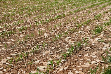 Tarımsal alanda mısır tohumu. Baharda küçük mısır filizleri. Yeni fidelerin yeşil sıraları