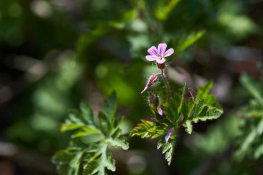 Güzel mor orman çiçekleri. Geranium robertianum, ya da herb-Robert, kırmızı robin, ölüm çabuk gelir, leylek gagası, kokuşmuş Bob, şaşı-pip, karga ayağı, Roberts geranium