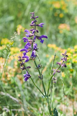 Salvia pratensis adaçayı çiçekleri çiçek açmış. Şifalı bitki. Meadow Clary