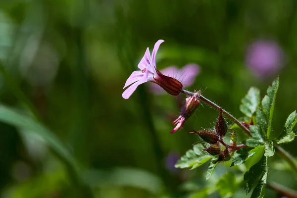 Beautiful Purple Wild Forest Flowers Geranium Robertianum Herb Robert Red — Stock Photo, Image