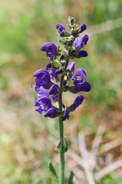 Salvia Pratensis Flores Salva Flor Erva Medicinal Clary Prado — Fotografia de Stock