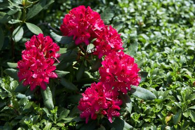 Bahçede pembe Rhododendron Azalea Japonya çiçekleri. California Rosebay Evergreen Çalıları